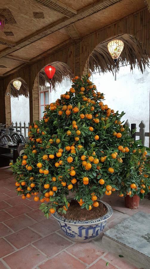 Tam Coc Dream Homestay Ninh Binh Eksteriør billede